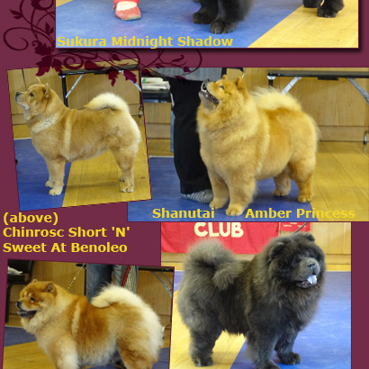 National Chow Chow Club