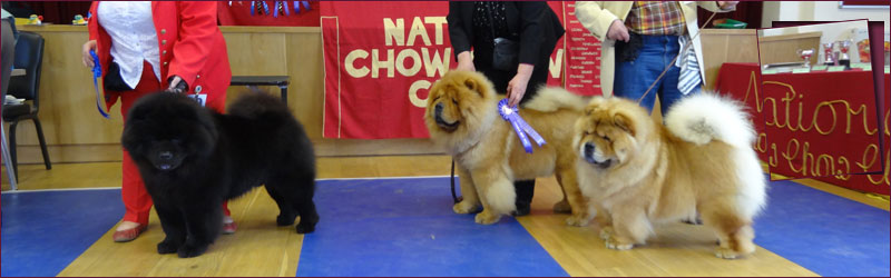 National Chow Chow Club