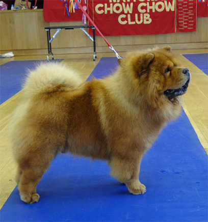 National Chow Chow Club