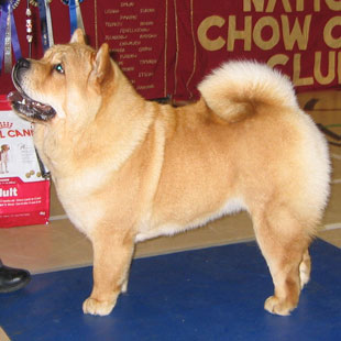 National Chow Chow Club