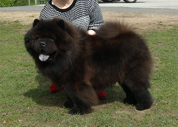 National Chow Chow Club