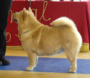 National Chow Chow Club