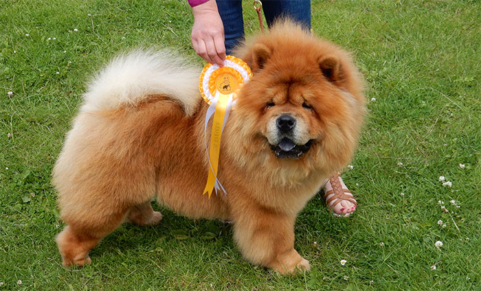 National Chow Chow Club