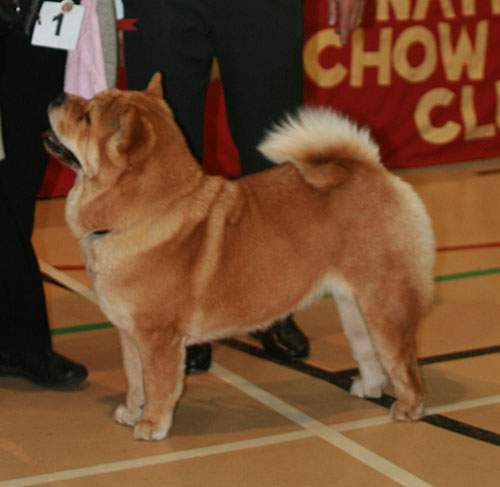 National Chow Chow Club