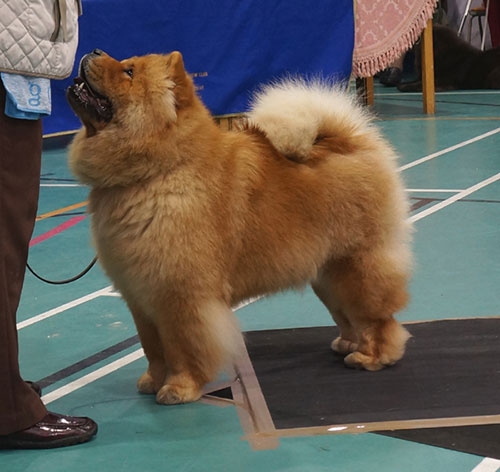 National Chow Chow Club