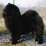 British Chow Chow Club