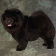 British Chow Chow Club