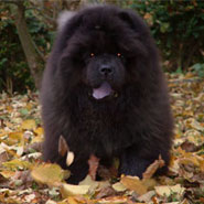 British Chow Chow Club