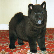 British Chow Chow Club