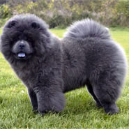 British Chow Chow Club