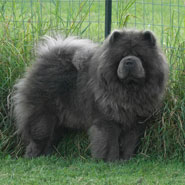 British Chow Chow Club