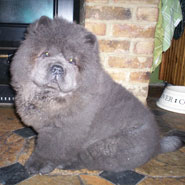 British Chow Chow Club