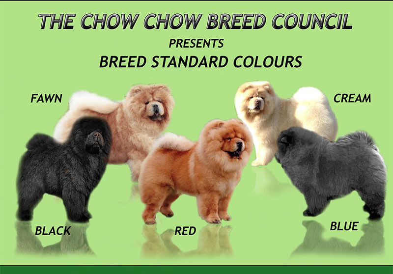 British Chow Chow Club