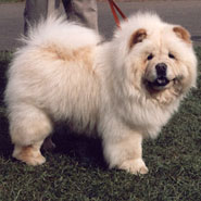 British Chow Chow Club