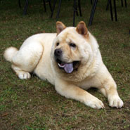 British Chow Chow Club