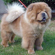 British Chow Chow Club
