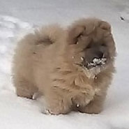 British Chow Chow Club