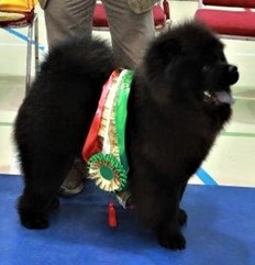 British Chow Chow Club