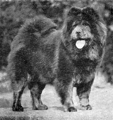 British Chow Chow Club