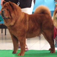 British Chow Chow Club