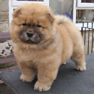British Chow Chow Club