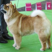 British Chow Chow Club